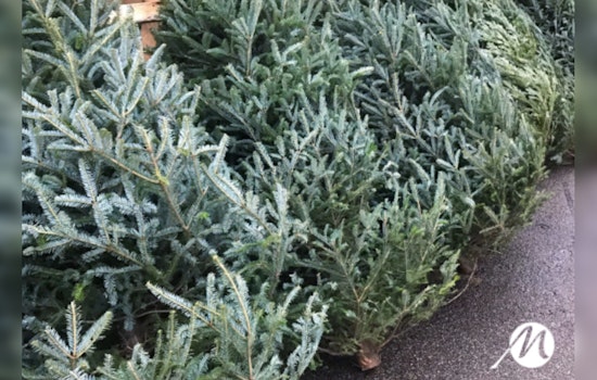 Maricopa Announces Christmas Tree Disposal Options with Drop-off Sites and Pickup Services Available After the Holiday Season