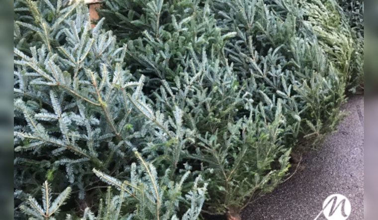 Maricopa Announces Christmas Tree Disposal Options with Drop-off Sites and Pickup Services Available After the Holiday Season