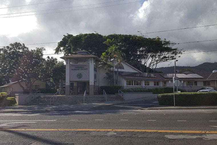 Maui Humane Society Seeks Foster Homes for Pets Ahead of New Year's Eve Firework Fears