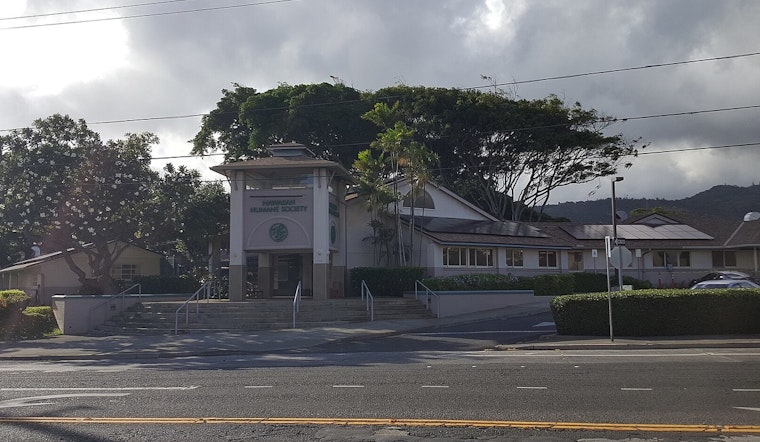 Maui Humane Society Seeks Foster Homes for Pets Ahead of New Year's Eve Firework Fears