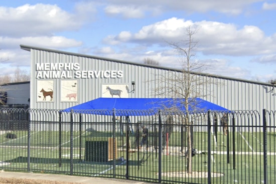 Memphis Animal Services Director Ty Coleman Fired Amid Internal Investigation After Dog's Death