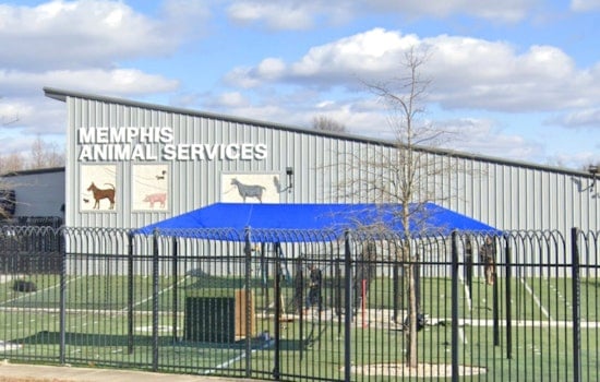 Memphis Animal Services Director Ty Coleman Fired Amid Internal Investigation After Dog's Death