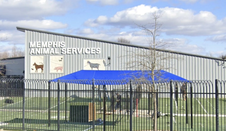 Memphis Animal Services Director Ty Coleman Fired Amid Internal Investigation After Dog's Death