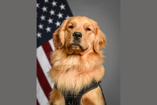 Michigan State University Community Mourns the Loss of Beloved Police Comfort Canine, River