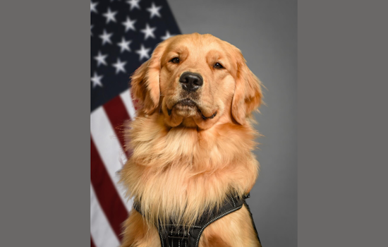 Michigan State University Community Mourns the Loss of Beloved Police Comfort Canine, River
