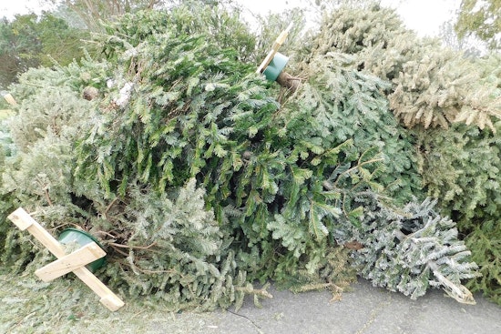 Minnesota Department of Agriculture Advises Safe Disposal of Christmas Trees to Protect Local Ecosystems