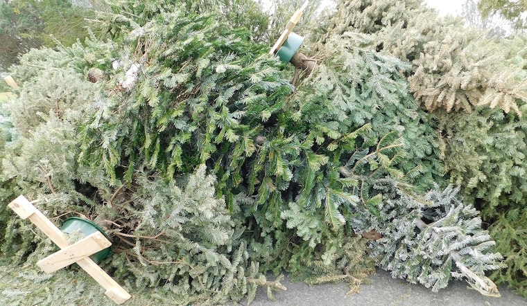 Minnesota Department of Agriculture Advises Safe Disposal of Christmas Trees to Protect Local Ecosystems