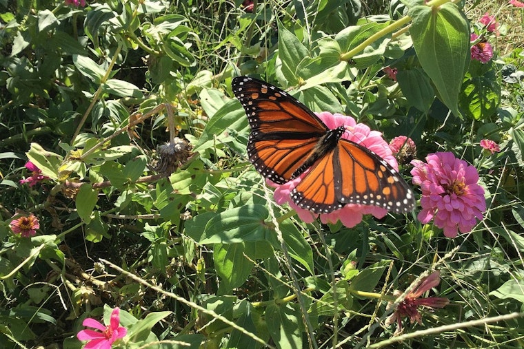 Monarch Butterfly's Plight Lands Spot on U.S. Threatened Species List, Calls Nation to Action for Conservation
