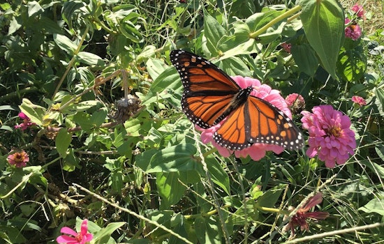 Monarch Butterfly's Plight Lands Spot on U.S. Threatened Species List, Calls Nation to Action for Conservation