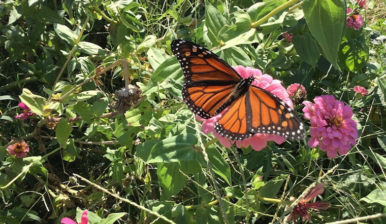 Monarch Butterfly's Plight Lands Spot on U.S. Threatened Species List, Calls Nation to Action for Conservation