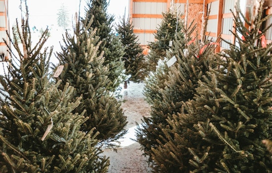 Murfreesboro Boy Scout Troop Vows to Persevere After Theft of 100 Christmas Trees