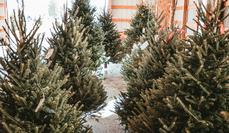 Murfreesboro Boy Scout Troop Vows to Persevere After Theft of 100 Christmas Trees