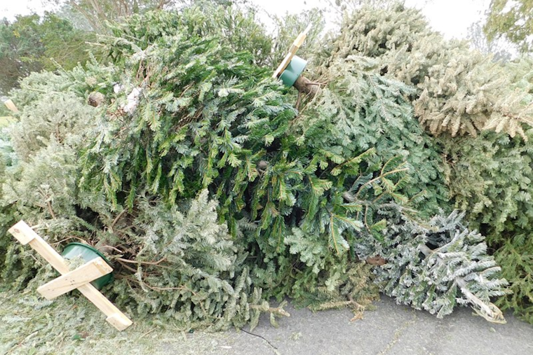 Nashville's Christmas Tree Recycling Program Partners with Living Earth for Sustainable Disposal