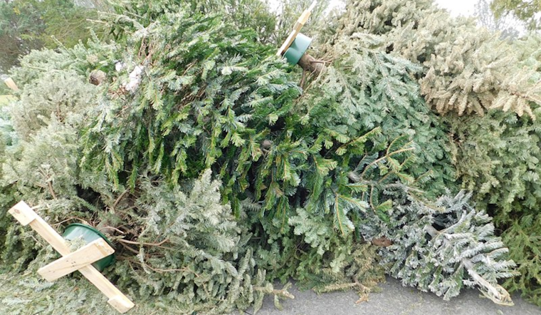 Nashville's Christmas Tree Recycling Program Partners with Living Earth for Sustainable Disposal