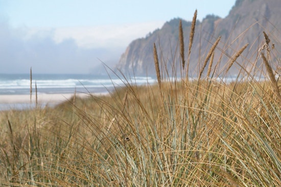 Nehalem Bay State Park Campground Reservations Extend Closure Through July 2025 Amid Renovations