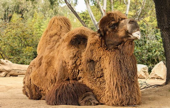 New Bactrian Camel Joins San Francisco Zoo as a Symbol of Conservation Efforts