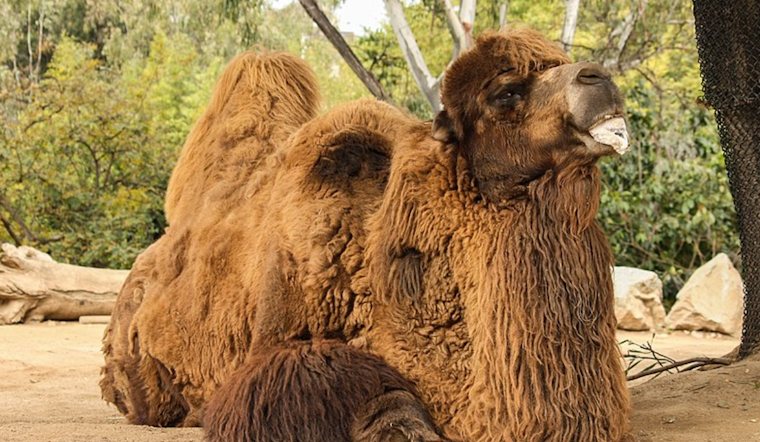 New Bactrian Camel Joins San Francisco Zoo as a Symbol of Conservation Efforts