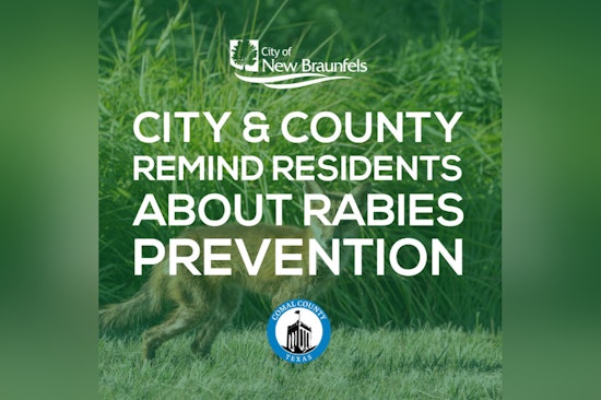 New Braunfels Warns Residents As Rabies Cases Rise; Fox Marks 24th Incident This Year