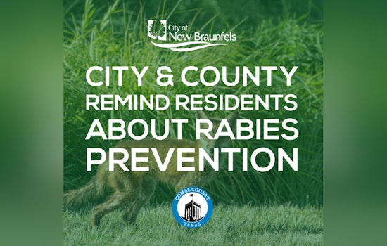 New Braunfels Warns Residents As Rabies Cases Rise; Fox Marks 24th Incident This Year