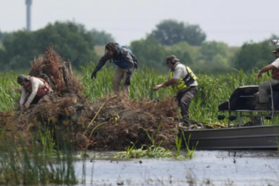 New Orleans Continues Environmental Leadership with Annual Christmas Tree Recycling Program for Wetland Restoration