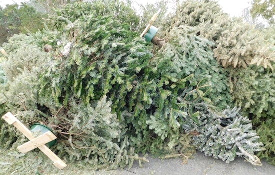 New York City’s Sanitation Department Encourages Responsible Christmas Tree Recycling as Festive Season Ends