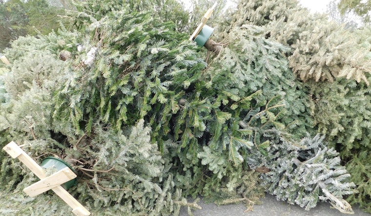 New York City’s Sanitation Department Encourages Responsible Christmas Tree Recycling as Festive Season Ends