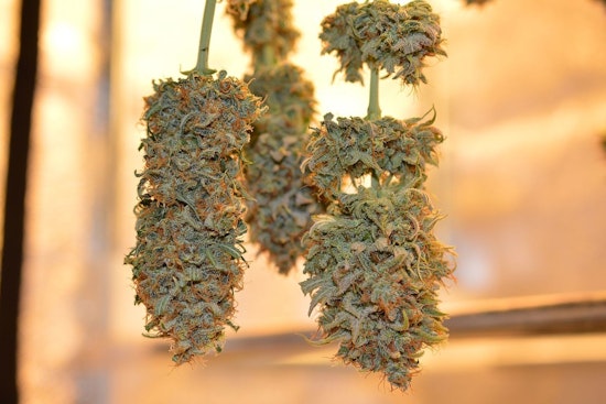New York's Cannabis Advisory Board Suggests "Temporary" Cap on Retail Dispensary Licenses at 1,600 to Avoid Market Saturation