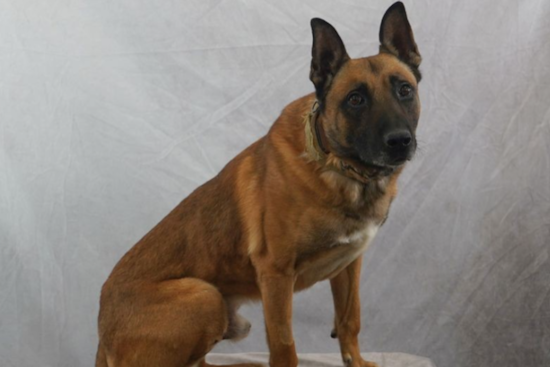 No Charges to Be Filed in the Death of Police K-9 Loki Left in a Patrol Car in Salt Lake City