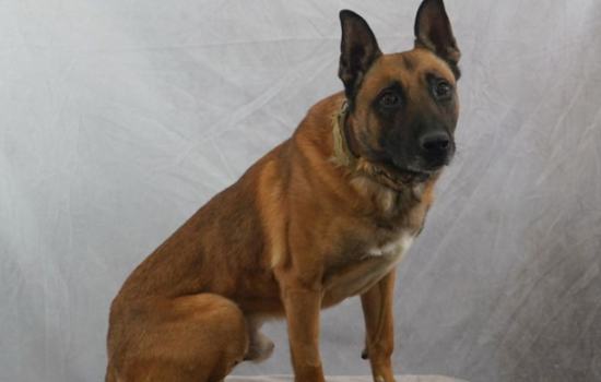 No Charges to Be Filed in the Death of Police K-9 Loki Left in a Patrol Car in Salt Lake City