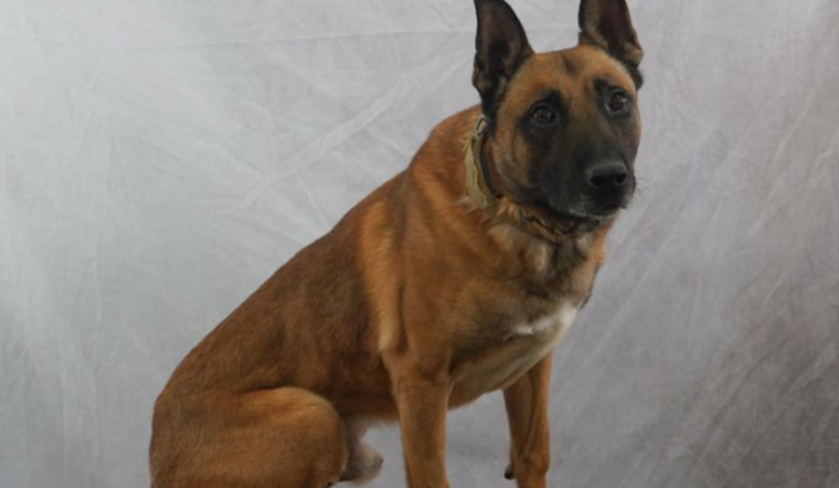 No Charges to Be Filed in the Death of Police K-9 Loki Left in a Patrol Car in Salt Lake City