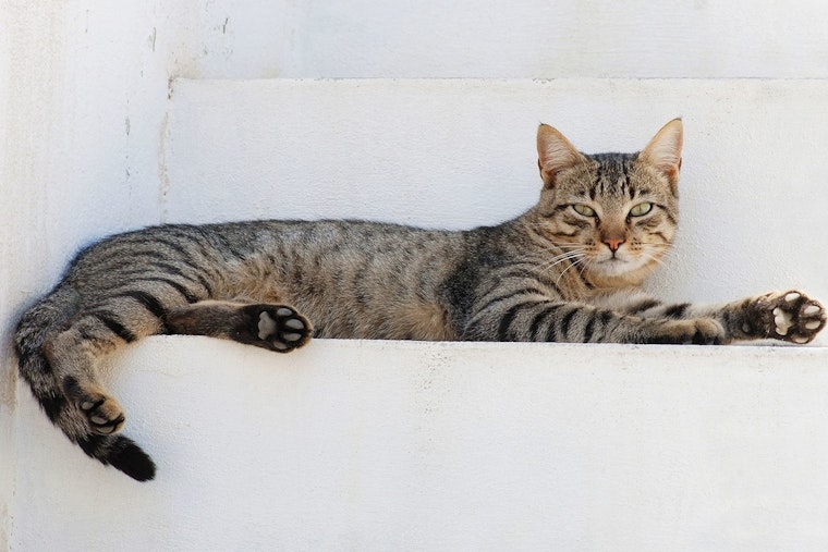 Northwest Naturals Issues Recall for Cat Food After H5N1 Virus Detected in Washington County Feline