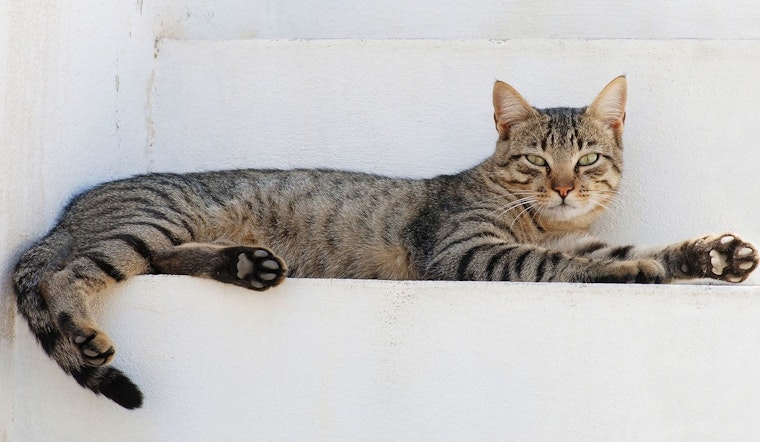 Northwest Naturals Issues Recall for Cat Food After H5N1 Virus Detected in Washington County Feline