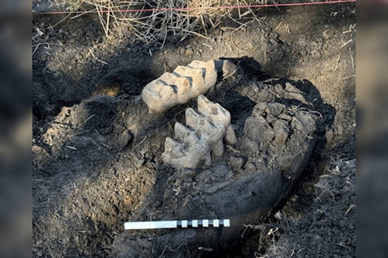 NY Homeowner Uncovers Mastodon Jaw, Sparking Prehistoric Frenzy in Orange County