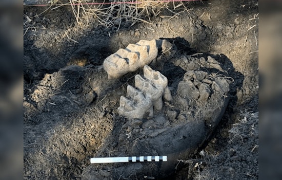 NY Homeowner Uncovers Mastodon Jaw, Sparking Prehistoric Frenzy in Orange County