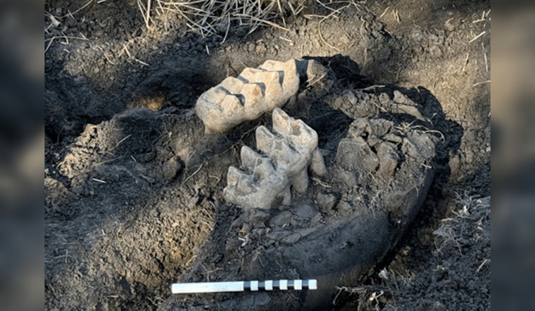 NY Homeowner Uncovers Mastodon Jaw, Sparking Prehistoric Frenzy in Orange County