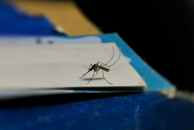 Oʻahu Records New Travel-Related Dengue Case, Hawai‘i Health Officials Implement Mosquito Control Measures