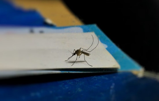 Oʻahu Records New Travel-Related Dengue Case, Hawai‘i Health Officials Implement Mosquito Control Measures