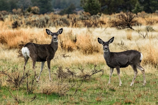 ODFW Urges Oregon Residents to Avoid Festive Wildlife Entanglements during Holiday Season