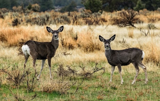 ODFW Urges Oregon Residents to Avoid Festive Wildlife Entanglements during Holiday Season