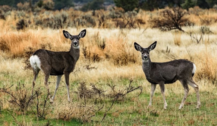 ODFW Urges Oregon Residents to Avoid Festive Wildlife Entanglements during Holiday Season