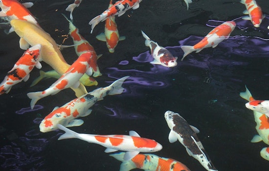 ODFW Warns Against Invasive Koi in McKenzie River Near Eugene, Highlights Ecological Risks