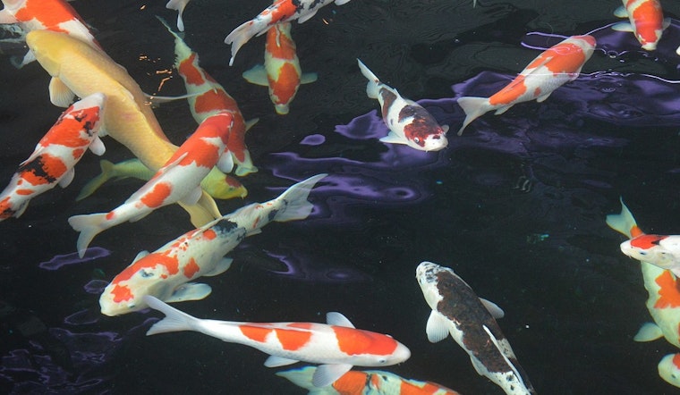 ODFW Warns Against Invasive Koi in McKenzie River Near Eugene, Highlights Ecological Risks