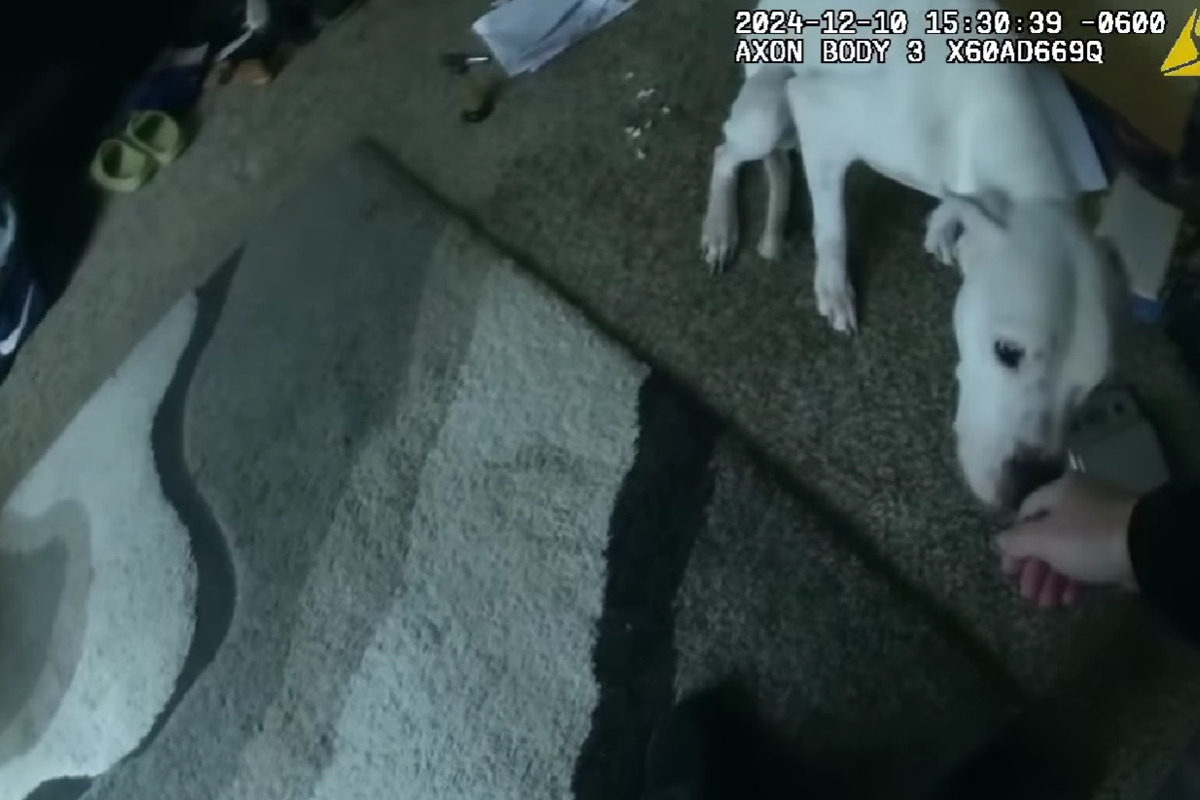 Oklahoma and Georgia Deputies Discover Neglected Dogs Amid Eviction