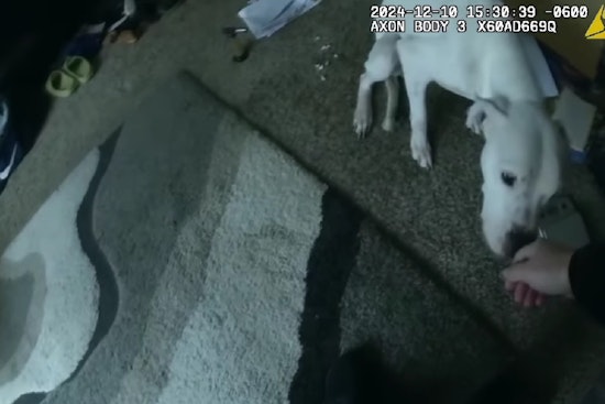 Oklahoma and Georgia Deputies Discover Neglected Dogs Amid Eviction Proceedings