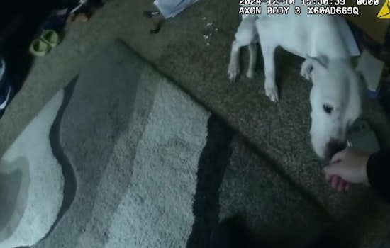 Oklahoma and Georgia Deputies Discover Neglected Dogs Amid Eviction Proceedings