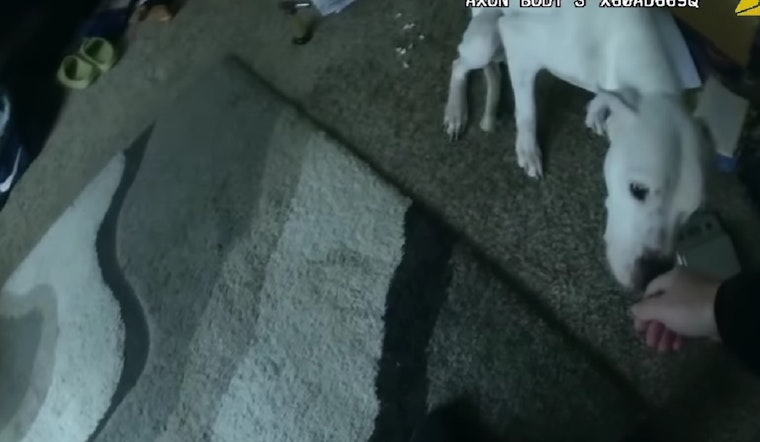 Oklahoma and Georgia Deputies Discover Neglected Dogs Amid Eviction Proceedings