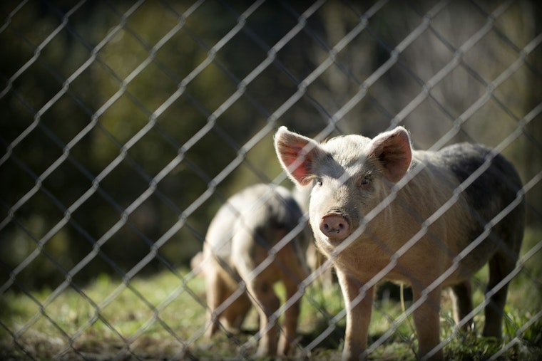 Optimistic Outlook for 2025: Small Business Lending to Improve, Pork Producers Anticipate Continued Profitability