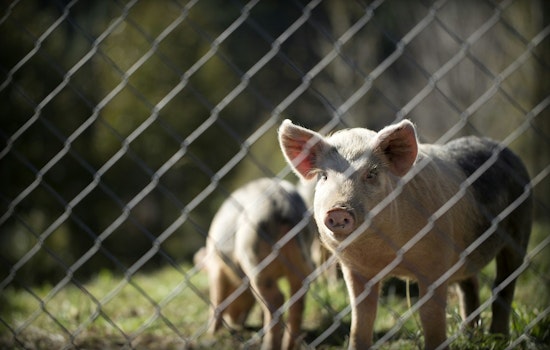 Optimistic Outlook for 2025: Small Business Lending to Improve, Pork Producers Anticipate Continued Profitability