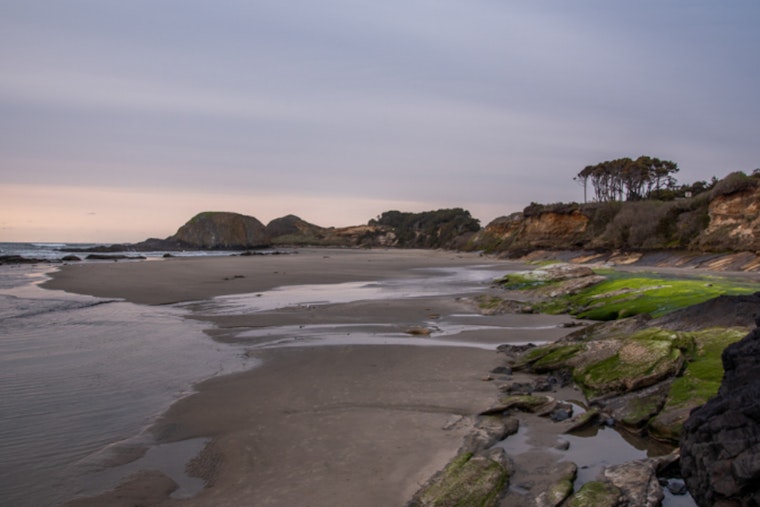 Oregon Authorities Approve Sport Bay Crabbing Statewide as Domoic Acid Levels Subside