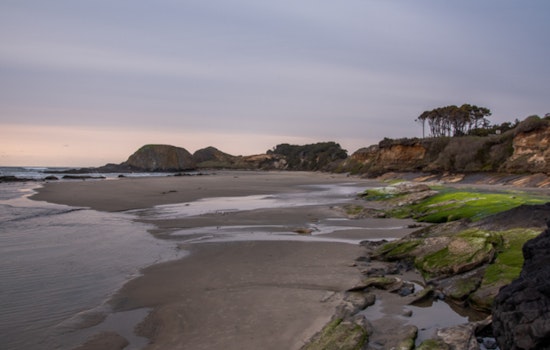 Oregon Authorities Approve Sport Bay Crabbing Statewide as Domoic Acid Levels Subside